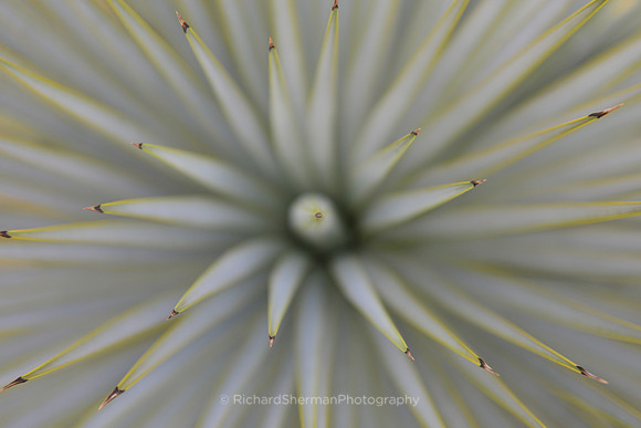 Green Fireworks