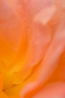 Floral Layers 1