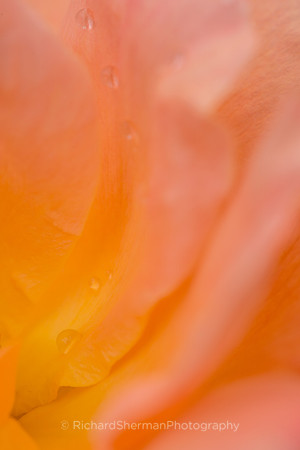 Floral Layers 1
