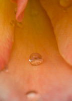 Floral Waterdrop
