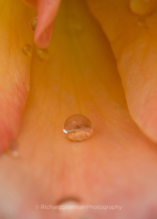Floral Waterdrop
