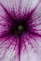 Purple Fireworks