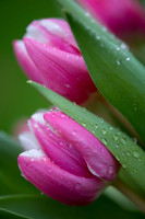 Winter Tulips