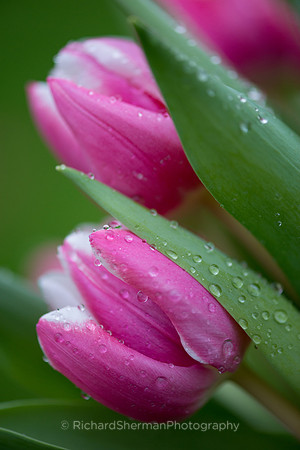Winter Tulips