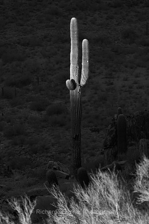 Fading Desert Light