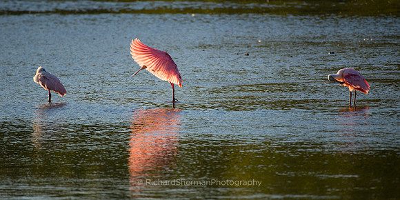 Roseate Spoonbill Splash