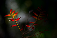 Flowers & Plants