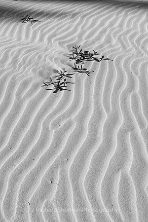 Sand Ridges, BW
