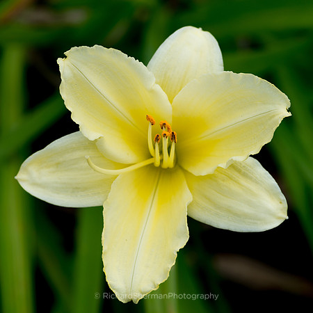 Yellow Lily Square