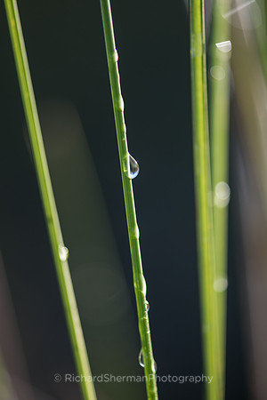 Straws