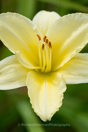Yellow Lily
