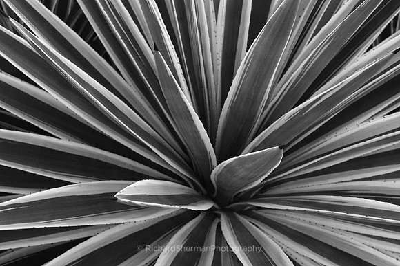 Firework Flora