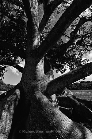 Ceiba Entangled