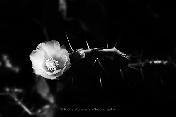 Protected Bloom BW, Panorama