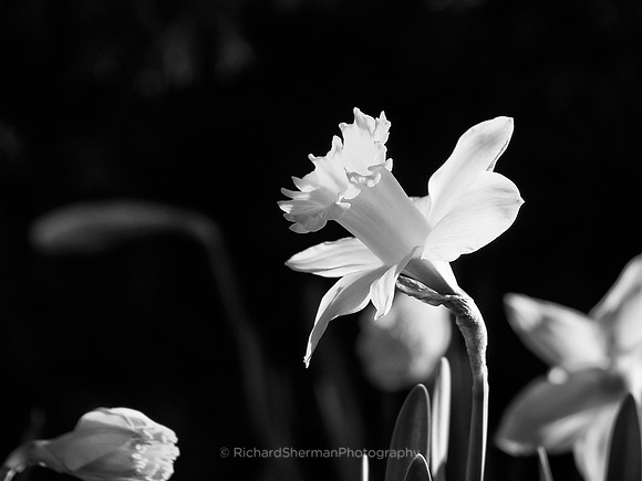 Daffodil BW