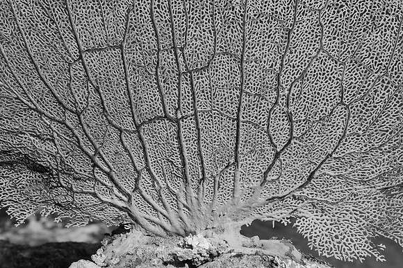 Sea Fan BW, Panorama