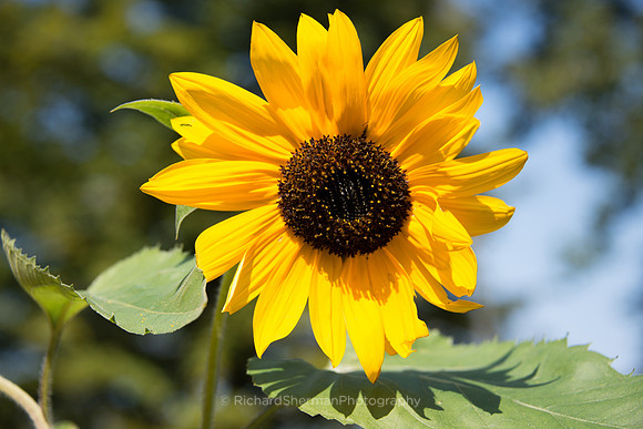 Sunflower Monday