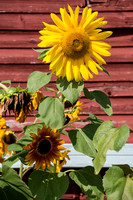 Barnyard Flower