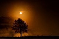 Lone Tree