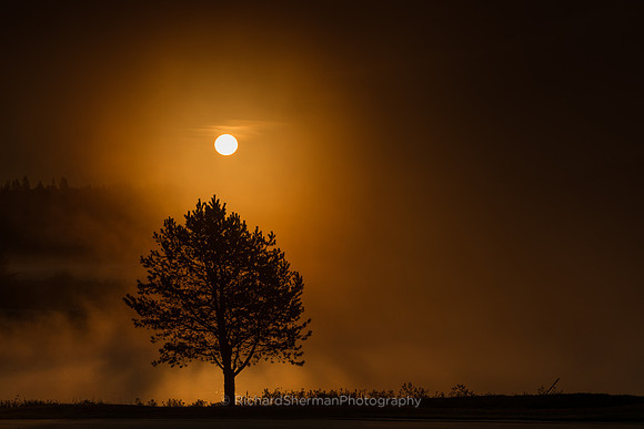 Lone Tree
