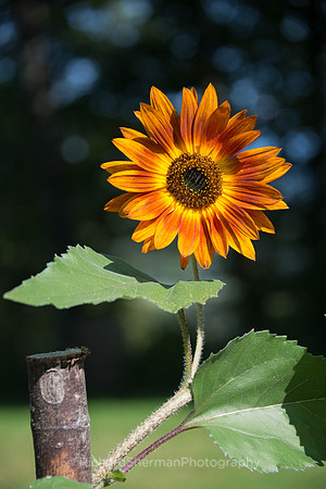 Summer's Day