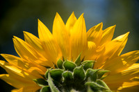 Sunburst