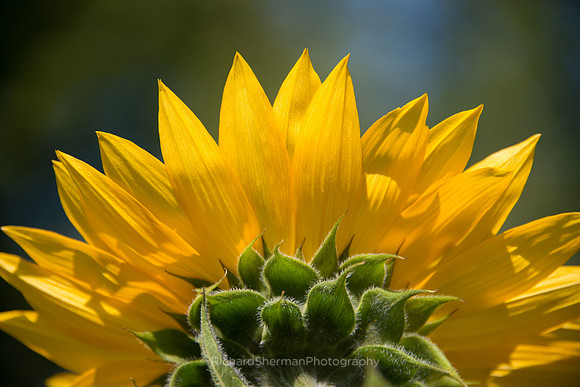 Sunburst