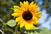 Sunflower Monday