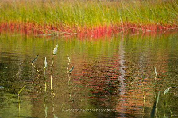 Red Reeds