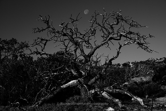 Moonset, Joshua Tree National Park