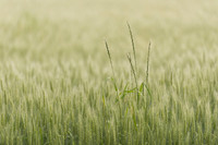 Sprouting