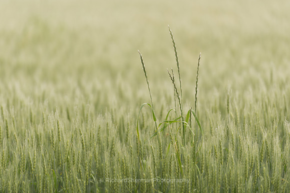 Sprouting