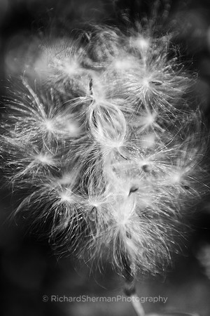 Gentle Breeze