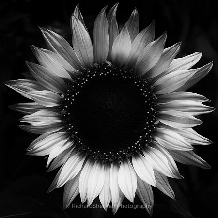 Sunflower BW