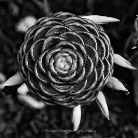 Circles BW
