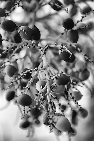Palm Seeds