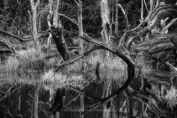 Patagonia Swamp BW