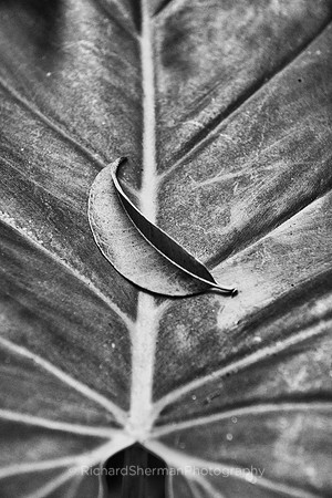 Fallen Leaf