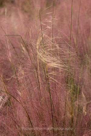 Pink Whisper 1