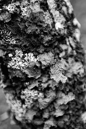 Moss Forest BW