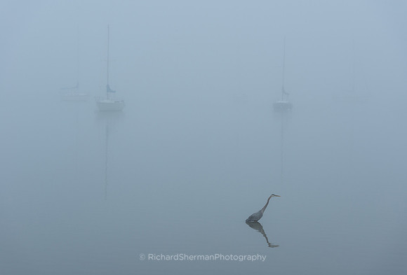 Grey Morning