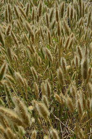 Golden Field