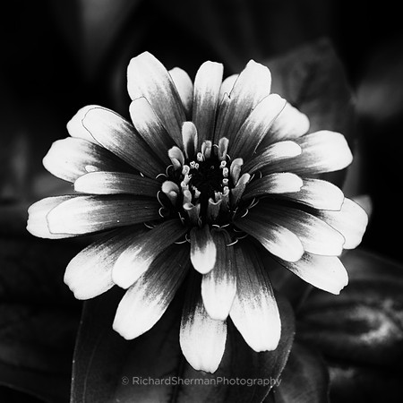 Orange and Red in BW