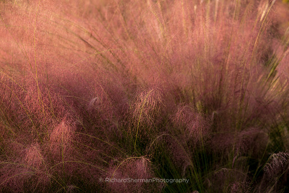 Pink Whisper 2