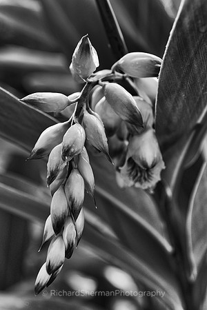 Floral Fountain BW