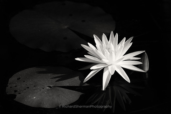 Swamp Lilly BW