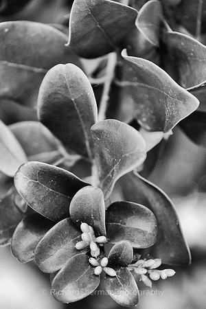 Scalloped Leaves