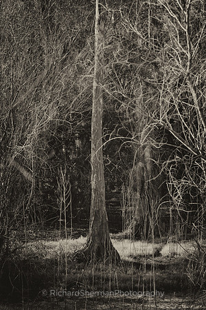 Through The Trees