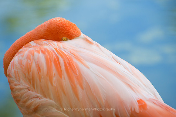 Flamingo