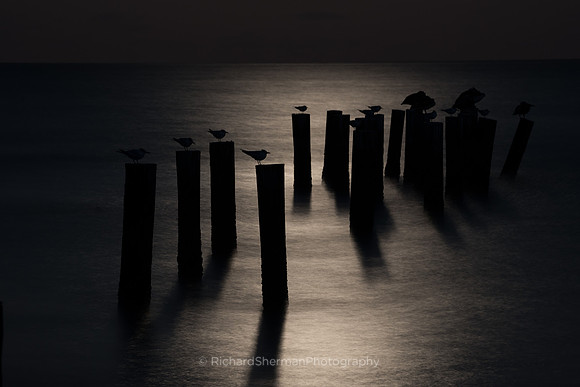 Resting in Moonlight